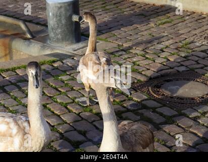 Swan camminando su un percorso di ciottoli vicino all'acqua in una porta Foto Stock