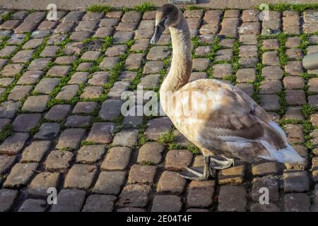 Swan camminando su un percorso di ciottoli vicino all'acqua in una porta Foto Stock