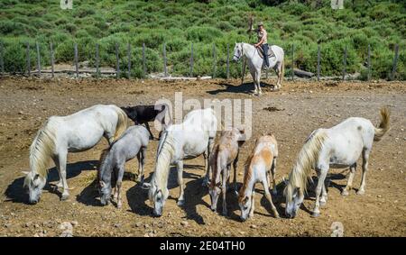 Cavalli Camargue bianchi nel distributore Petit Rhône vicino Saintes-Maries-de-la-Mer, dipartimento Bouches-du-Rhône, Francia meridionale Foto Stock