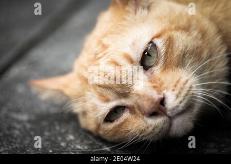 Ginger sole simpatico gatto sdraiato sul pavimento della strada, morbido e selettivo fuoco. Foto Stock