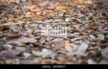 Foglie secche sul pavimento nel parco pubblico nelle stagioni autunnali con soffici toni e atmosfera focali. Foto Stock