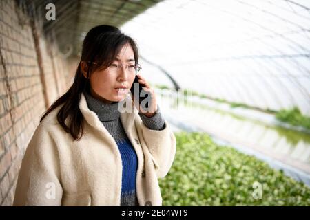 (201229) -- YINCHUAN, 29 dicembre 2020 (Xinhua) -- Feng Yahong comunica con i clienti circa gli ordini di verdure al telefono in una serra nella contea di Xiji, nella regione autonoma di Ningxia Hui della Cina nord-occidentale, 29 ottobre 2020. Xihaigu, una delle aree più povere della Cina, situata a Ningxia, ha visto la sua ultima contea impoverita rimossa dalla lista nazionale della povertà il 16 novembre 2020. La vittoria è un altro punto di riferimento nella campagna cinese per sradicare la povertà assoluta, durante la quale il 'potere' ha svolto un ruolo indispensabile. Feng Yahong, una donna rurale di 33 anni che vive nelle zone, ha aiutato molte loca Foto Stock