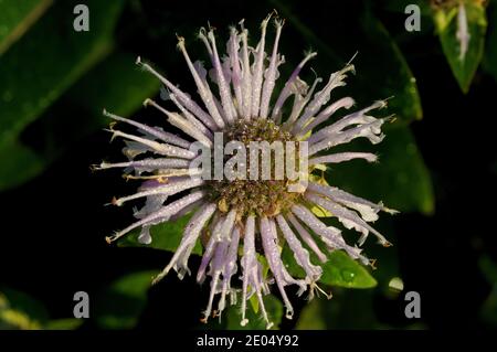 Un fiore viola Bee Balm alla luce del sole del mattino Foto Stock