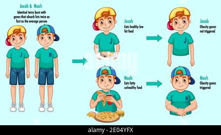 Ruoli dei geni e dell'ambiente. Tessuto adiposo corporeo in due gemelli identici infografica. Illustrazione Illustrazione Vettoriale