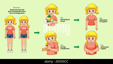 Ruoli dei geni e dell'ambiente. Tessuto adiposo corporeo in due gemelli identici infografica. Illustrazione Illustrazione Vettoriale