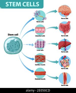 Poster informativo sull'illustrazione delle cellule staminali umane Illustrazione Vettoriale