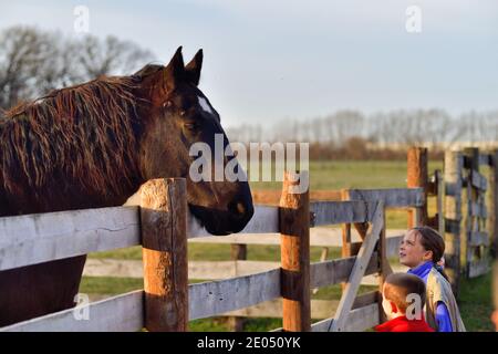 West Chicago, Illinois, Stati Uniti. Un cavallo grande che si riferisce a un ragazzino e una ragazza in un ambiente rurale in una fattoria di lavoro. Foto Stock