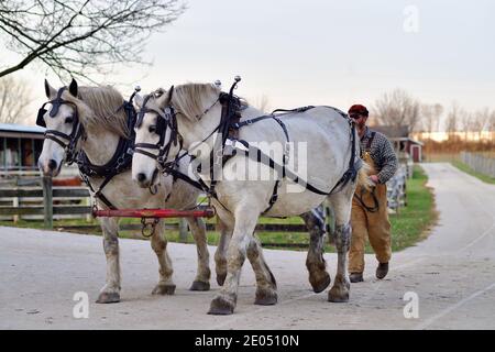 West Chicago, Illinois, Stati Uniti. Cavalli da tiro imbrigliati dopo essere stati staccati da una testa di carrozza di nuovo al fienile dopo una giornata di lavoro nei campi. Foto Stock
