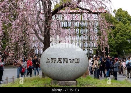 I visitatori osservano i fiori di ciliegio in fiore durante la stagione primaverile nel Parco di Ueno, Tokyo, Giappone. Foto Stock