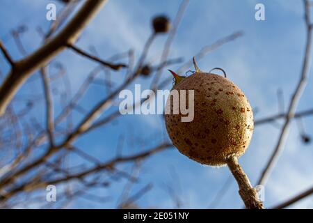 Immagine ravvicinata a basso angolo di un frutto medlar (Mespilus germanica) su un ramo contro il cielo. Ciò è una pianta affettuosa fredda con il relativo frutto che è disponibile i Foto Stock