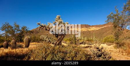 Un paesaggio desertico panoramico presso la Phoenix Sonoran Preserve in Arizona. L'area è coperta da sabbia asciutta e terreno polveroso e da una medley di cactus tutto il w Foto Stock