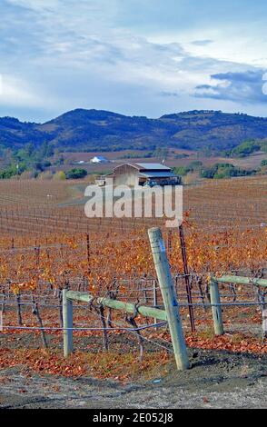ammira la vista panoramica della cantina e dei vigneti della regione vinicola di sonoma all'inizio della california autunno usa Foto Stock