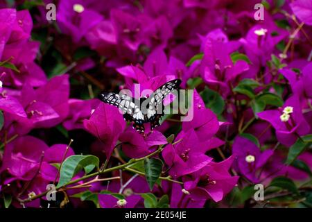 Le farfalle a coda di rondine (Papilio Anactus) sono sub-tropicali, quindi vedere una nel mio giardino a Ringwood, Victoria meridionale, è stata una piacevole sorpresa! Foto Stock