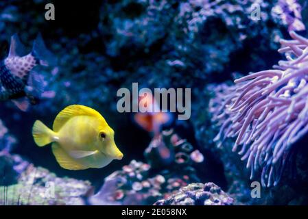 Giallo Hawaiiano Tang o Zebrasoma flavescens in acquario. Foto Stock