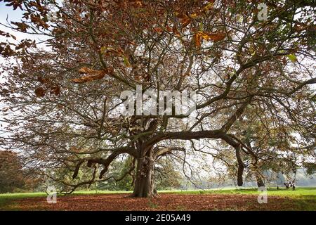 GRAN BRETAGNA / Inghilterra / Un grande albero di castagno con foglie colorate in autunno a Blenheim Palace vista dal bellissimo Parco Foto Stock