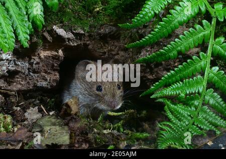 Banca adulti vole Foto Stock