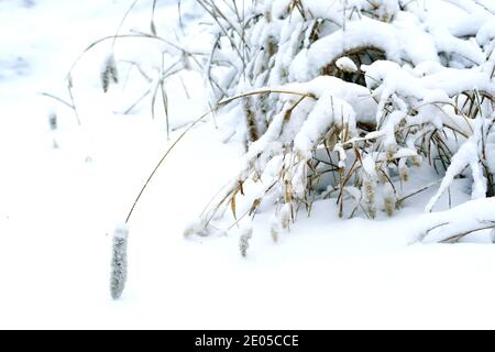 Qingdao, Qingdao, Cina. 30 dicembre 2020. Shandong, CINA-il 29 dicembre, una tempesta di neve portata dall'onda fredda atterrato a Qingdao, Shandong Province. Il grano invernale nei campi di grano è coperto da uno strato spesso di neve, facendo sentire gli abitanti del villaggio come se il raccolto dell'anno successivo scene.i rami e foglie di bambù intorno al villaggio, i frutteti, il serbatoio e le case degli abitanti del villaggio sono tutti coperti di neve. Gli abitanti del villaggio stanno liberando la neve davanti alle loro porte e sulle strade del villaggio. La campagna nella tempesta è bianca. Credit: SIPA Asia/ZUMA Wire/Alamy Live News Foto Stock