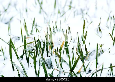 Qingdao, Qingdao, Cina. 30 dicembre 2020. Shandong, CINA-il 29 dicembre, una tempesta di neve portata dall'onda fredda atterrato a Qingdao, Shandong Province. Il grano invernale nei campi di grano è coperto da uno strato spesso di neve, facendo sentire gli abitanti del villaggio come se il raccolto dell'anno successivo scene.i rami e foglie di bambù intorno al villaggio, i frutteti, il serbatoio e le case degli abitanti del villaggio sono tutti coperti di neve. Gli abitanti del villaggio stanno liberando la neve davanti alle loro porte e sulle strade del villaggio. La campagna nella tempesta è bianca. Credit: SIPA Asia/ZUMA Wire/Alamy Live News Foto Stock