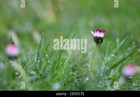 Le gocce d'acqua provenienti dalla pioggia fresca si siedono in cima alle lame d'erba, mentre una graziosa margherita bianca inizia a fiorire alla luce del sole primaverile. Foto Stock