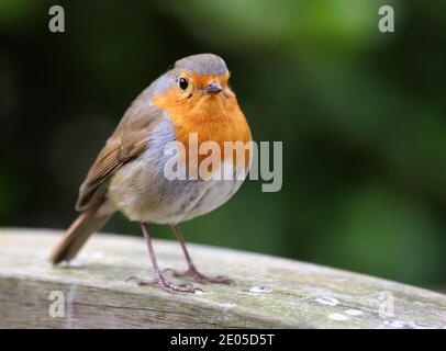 Un ritratto di un bel Robin europeo arroccato sul braccio di una panchina di un parco in legno nel parco Poole con uno sfondo di ricche foglie verdi. Foto Stock