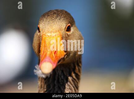 Un'oca Graylag del parco Poole è visto in ritratto in caldo sole di primavera. Foto Stock