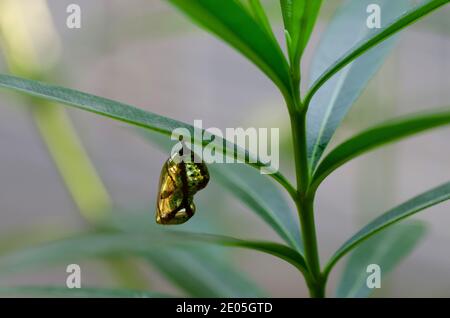 Lupa color oro lucido di specie di farfalla corvo comune ON Impianto di Nerio Foto Stock