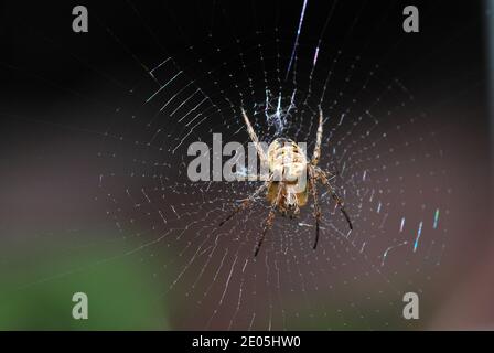 ragno piccolo nel mezzo del suo grande ragno bello web nel sole e nella natura Foto Stock