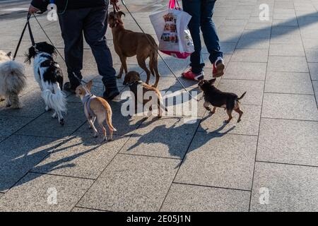 Una donna cammina con i cani da compagnia su un guinzaglio, probabilmente è una sitter dell'animale domestico. Un uomo la accompagna dopo aver fatto shopping nel centro della città. Composizione orizzontale. Foto Stock
