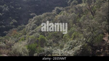 Foresta Mediterranea nel torrente Malvecino. Parco Nazionale di Monfrague. Caceres. Estremadura. Spagna. Foto Stock