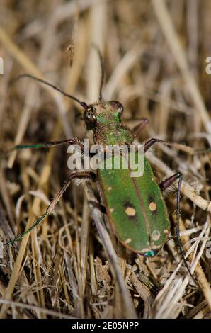 Comune tigre scarabeo Cicindela maroccana. Parco Nazionale di Monfrague. Caceres. Estremadura. Spagna. Foto Stock