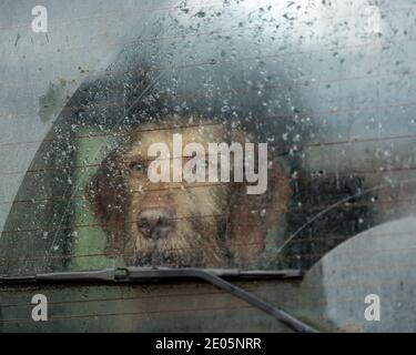 Wirehaired ungherese vizsla cane Foto Stock