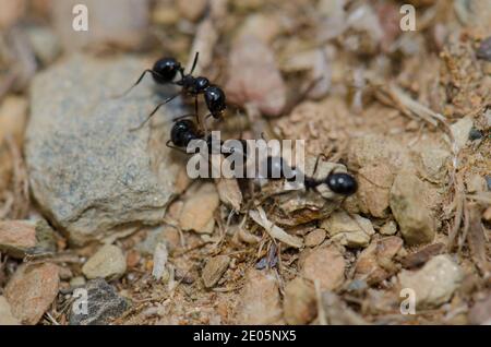 Formiche nel Parco Nazionale di Monfrague. Caceres. Estremadura. Spagna. Foto Stock