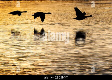 Gunthorpe, Nottinghamshire, Regno Unito. 30 dicembre 2020. Le oche canadesi si stagliano sul fiume Trent vicino a Gunthorpe, nel Nottinghamshire. Neil Squires/Alamy Live News Foto Stock