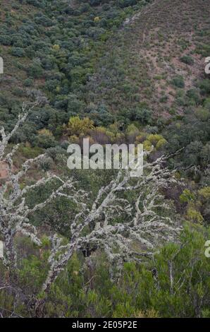 Malvecino Creek nel Parco Nazionale di Monfrague. Caceres. Estremadura. Spagna. Foto Stock