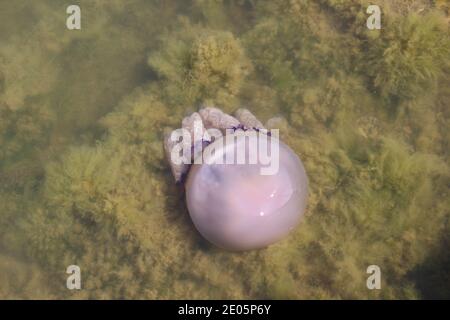 Barile medusa, Rhizostoma pulmo, a l'Etang du Prevost a Palavas-Les-Flots, Francia Foto Stock