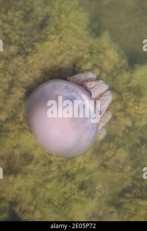 Barile medusa, Rhizostoma pulmo, a l'Etang du Prevost a Palavas-Les-Flots, Francia Foto Stock