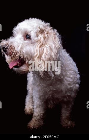 Ritratto da studio Jack-a-poo bianco per adulti su sfondo scuro Foto Stock