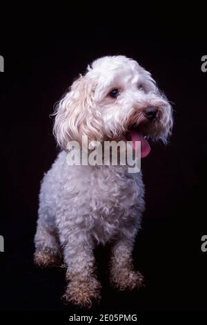 Ritratto da studio Jack-a-poo bianco per adulti su sfondo scuro Foto Stock