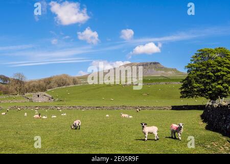 Scena di campagna di Pennine sotto Pen-y-gand con pecore e agnelli al pascolo. Horton-in-Ribblesdale Yorkshire Dales National Park North Yorkshire Inghilterra Regno Unito Foto Stock