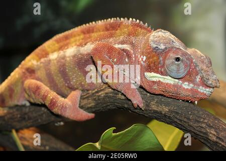 Panther Chameleon Furcifer pardalis Foto Stock