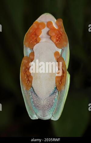 Treefrog Agalychnis callidyas dagli occhi rossi - vista ventrale che mostra come ventosa adattamento dei piedi Foto Stock