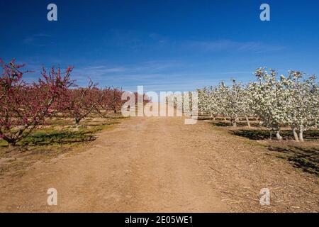 Percorso tra due campi di colore rosa e bianco di alberi fioriti in Aitona, Lleida, Spagna. Europa Foto Stock