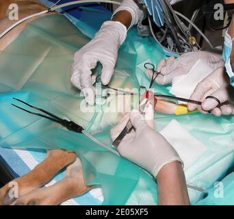 Un chirurgo veterinario rimuove un tumore da sotto la coda Di un cucciolo di Labrador Retriever Foto Stock