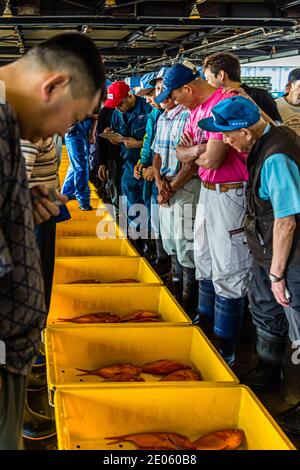 Kinmedai (gold eye snapper) all'asta del pesce a Yaidu, Giappone Foto Stock