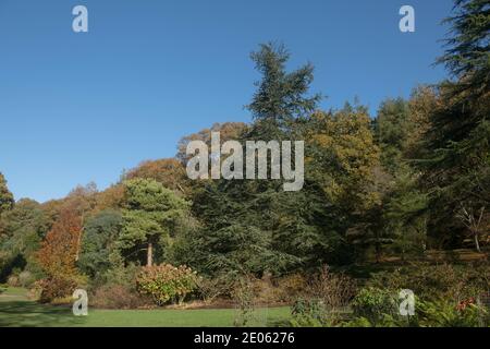 Autunno Foliage di un albero di cedro dell'atlante (Cedrus atlantica 'glauca ') con un cielo blu luminoso sfondo che cresce in un giardino in Devon rurale, Inghilterra, Regno Unito Foto Stock