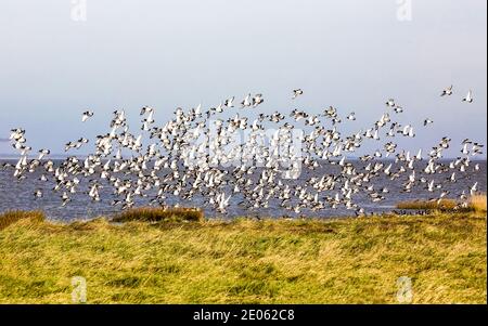 Il flying Oyster Flock (Haematopus ostralegus) si è svolto sulla costa del Mare del Nord. Foto Stock