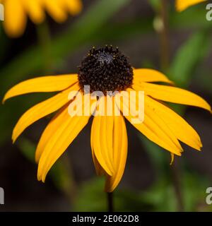 "Goldsturm" arancione Coneflower, Praktrudbeckia (Rudbeckia fulgida) Foto Stock