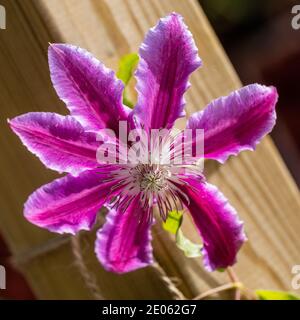 "Doctor Ruppel" Gruppo a fiore grande, klematis (Clematis) Foto Stock