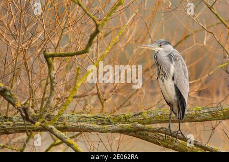 Heron, Ardea cinerea, uccello selvatico, sole invernale, Regno Unito Foto Stock