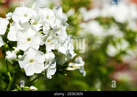 Eleganti fiori di flox bianchi sullo sfondo verde sfocato. Sfondi e motivi floreali con spazio di copia per il testo Foto Stock